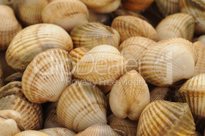 cockles on the Trouville market in Normandy