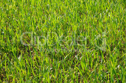 wheat in the blade in a field