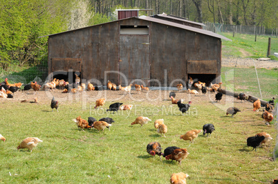 France, poultry farming in Brueil en Vexin