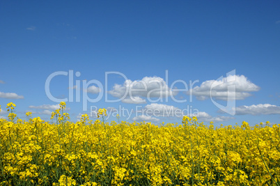 France, a country road in Giverny