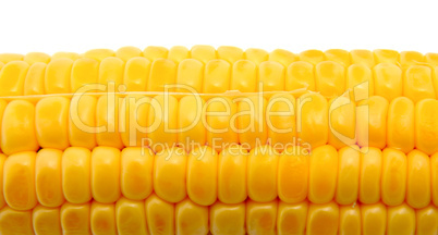 Corn isolated on white