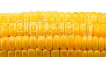 Corn isolated on white