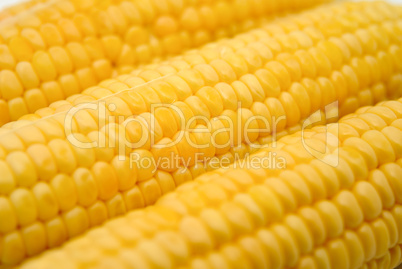 Corn on the cob