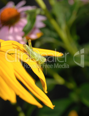 The green grasshopper sits on petals of a yellow flower