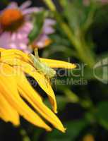 The green grasshopper sits on petals of a yellow flower