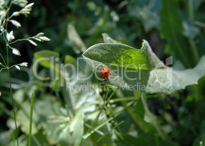 Ladybugs on a green leaf of grass