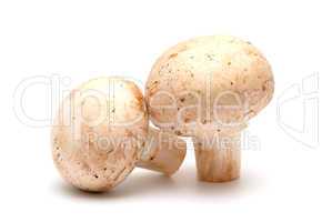 Two mushrooms of a champignon