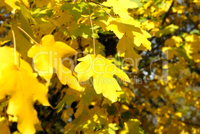 Autumn yellow leaves