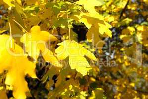 Autumn yellow leaves