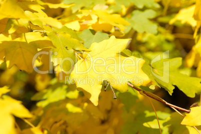 Autumn yellow leaves