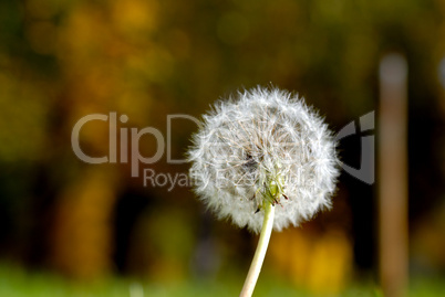 Anthodium of a dandelion.