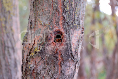 Tree trunk fragment