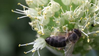 bee pollinating onion