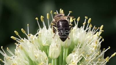 bee on a flowering onion