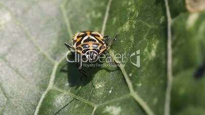 Eurydema ventralis. common name: Red Cabbage Bug