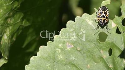 Eurydema ventralis. common name: Red Cabbage Bug