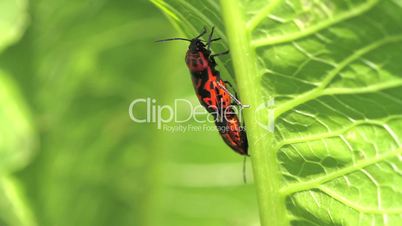 Red Cabbage Bug. mating. Eurydema ventralis