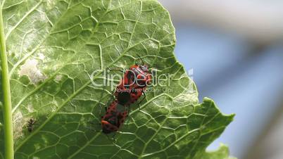 cabbage bug couple Eurydema ventralis