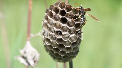 Wasp on his nest