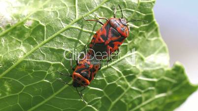 cabbage bug couple Eurydema ventralis close-up