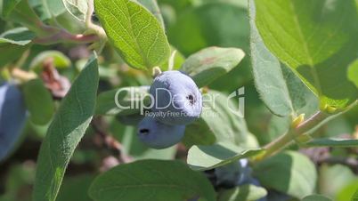 blue honeysuckle berries