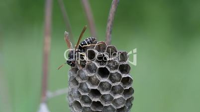 Wasp in its nest