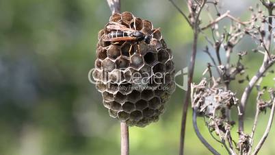 wasp protects its nest