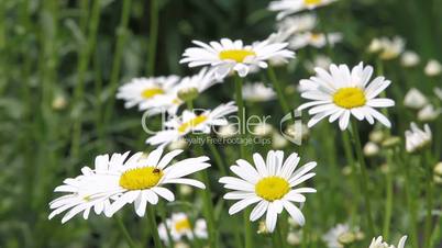 field of white daisies