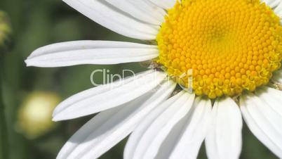 white daisy close-up