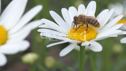 bee on the white daisy