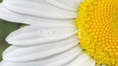 white daisy close-up