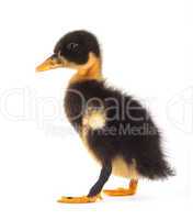 The black small duckling