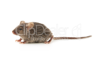 Small mouse