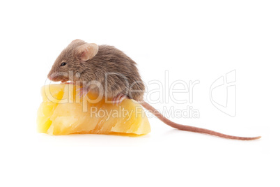 Mouse and cheese