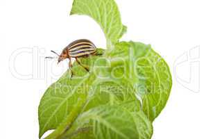 Colorado potato beetle