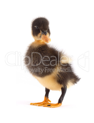 The black small duckling