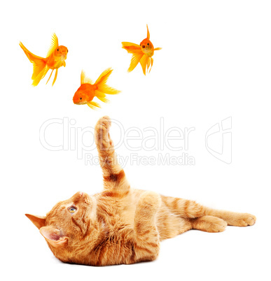 Goldfishes and cat