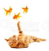Goldfishes and cat
