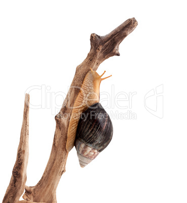 One brown snail