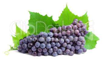 Grape