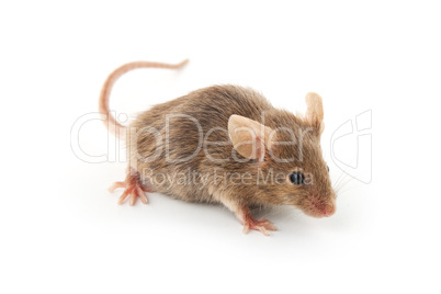 Small mouse