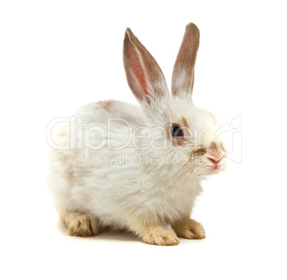 White small rabbit