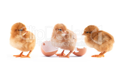 The yellow small chicks