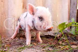 Close-up of a cute muddy piglet running around outdoors on the f