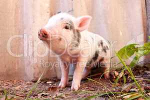 Close-up of a cute muddy piglet running around outdoors on the f