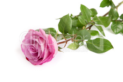 One fresh pink rose  over white background