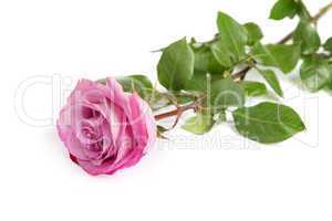 One fresh pink rose  over white background