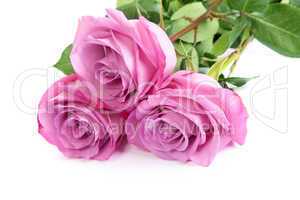 Three fresh pink roses over white background