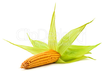 Corn