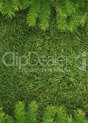 Christmas spruce  texture